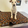 LINDA    graziles Hundekind