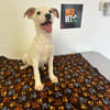 LINDA    graziles Hundekind