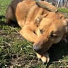 FRANK,  3J. sucht Zuhause