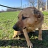 FRANK,  3J. sucht Zuhause