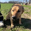 FRANK,  3J. sucht Zuhause