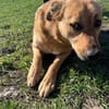 FRANK,  3J. sucht Zuhause