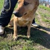 FRANK,  3J. sucht Zuhause