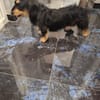 Kleine Antonela sucht ihr liebevolles Zuhause