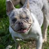 Radar,süße,französische Bulldogge geb. 03/2025