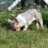 Radar,süße,französische Bulldogge geb. 03/2025