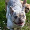 Radar,süße,französische Bulldogge geb. 03/2025