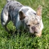Radar,süße,französische Bulldogge geb. 03/2025
