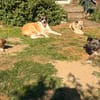 Ein Zuhause für Peggy