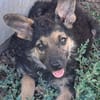 Kleiner Zeno sucht seine Familie
