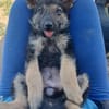 Kleiner Zeno sucht seine Familie