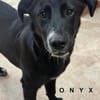 ONYX  liebenswerter Labbimix