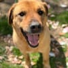 LENY - Goldschatz sucht Zuhause
