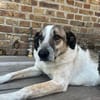 Liebevoller Hund REX sucht seinen Menschen!