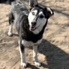 Desire -Wunderschöne freundliche Husky