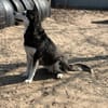 Desire -Wunderschöne freundliche Husky