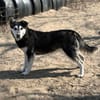 Desire -Wunderschöne freundliche Husky