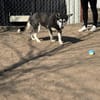 Desire -Wunderschöne freundliche Husky