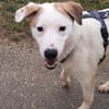 BUDDY - erfahrene Hunde-Menschen gesucht