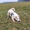 BUDDY - erfahrene Hunde-Menschen gesucht