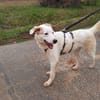 BUDDY - erfahrene Hunde-Menschen gesucht