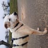 BUDDY - erfahrene Hunde-Menschen gesucht