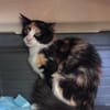 Pufina aus dem Tierschutz Kreta