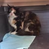 Pufina aus dem Tierschutz Kreta