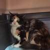 Pufina aus dem Tierschutz Kreta