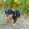 Buddy sehr sozial und lieb
