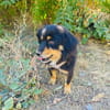 Buddy sehr sozial und lieb