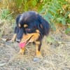 Buddy sehr sozial und lieb