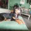 Jota sucht ein Zuhause