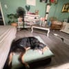 Jota sucht ein Zuhause