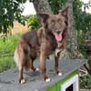 Wunderschöne PHILIPPA 🐾❤ 5 Jahre