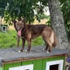 Wunderschöne PHILIPPA 🐾❤ 5 Jahre