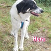 Hera, 09/23 - in 86529 Schrobenhausen