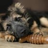 Dzana - zarte Hündin sucht eigenes Zuhause
