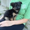 Dzana - zarte Hündin sucht eigenes Zuhause