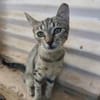 Malamo aus dem Tierschutz