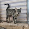 Malamo aus dem Tierschutz