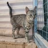 Malamo aus dem Tierschutz