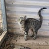 Malamo aus dem Tierschutz