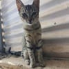 Malamo aus dem Tierschutz