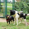 Harvey 45 cm geb. 12/2015 wäre fast verhungert