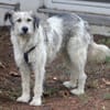 Freya 54cm geb. 08/2022 sucht ein Zuhause