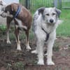 Freya 54cm geb. 08/2022 sucht ein Zuhause