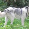 Freya 54cm geb. 08/2022 sucht ein Zuhause