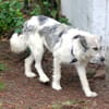 Freya 54cm geb. 08/2022 sucht ein Zuhause