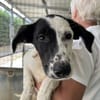 NEVA